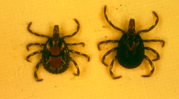 Bont ticks male (left) and female. A bad picture.