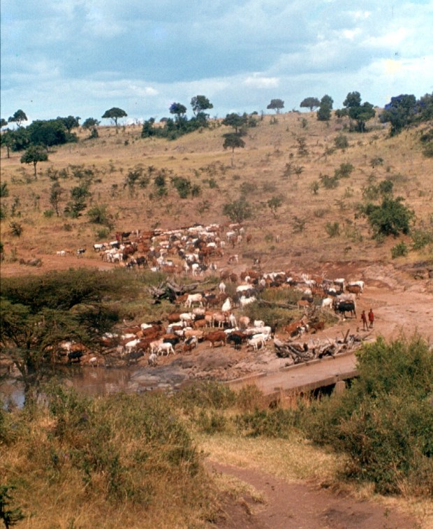 Maasai cattle at the Mara River bridge on the way to the Transmara.