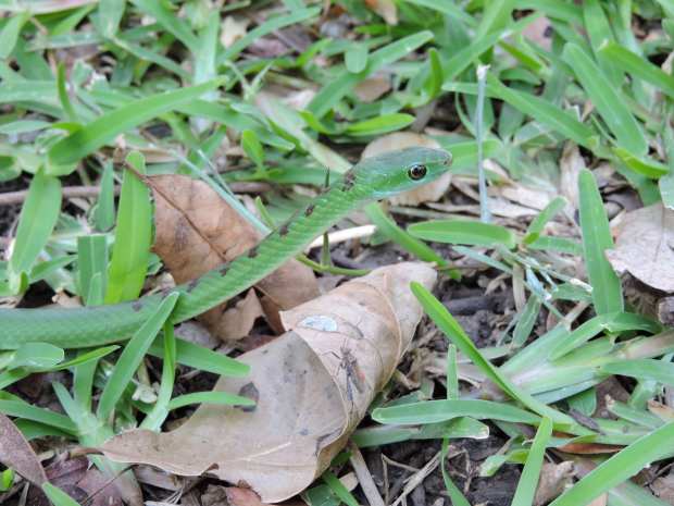 A green grass snake.