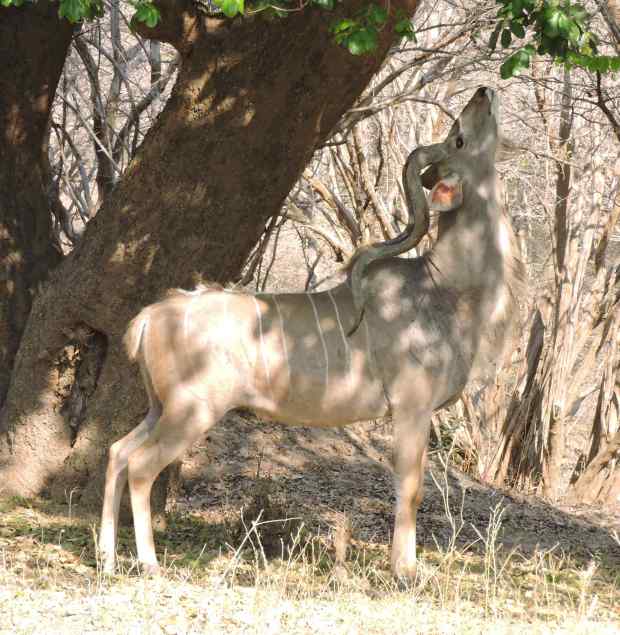 Greater kudu browsing under the shade.