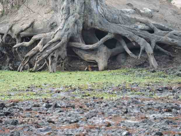 A rather dry Chine pool with a slender mongoose in the tree roots at the back.