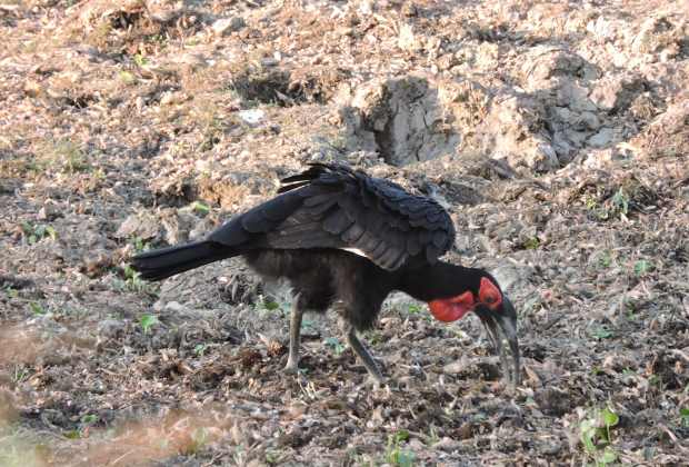 A ground hornbill also taking advantage of the dry river bed.