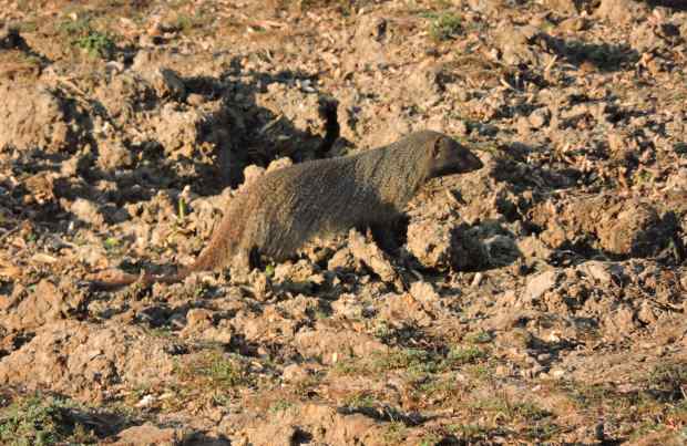 A grey mongoose searching for food in the drying mud.