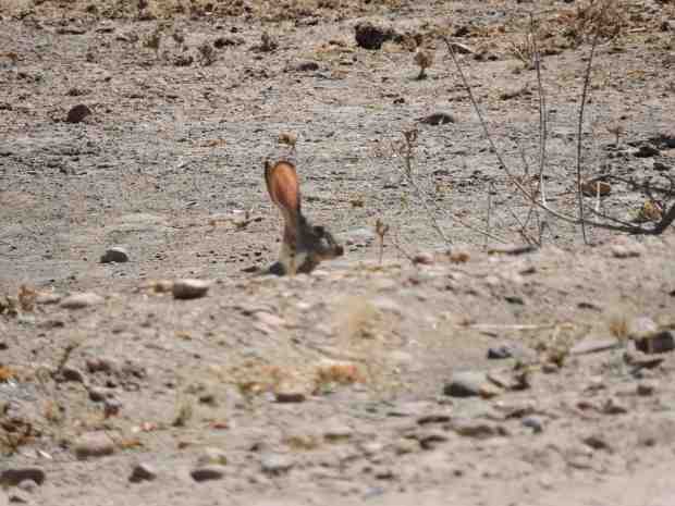 An African hare.