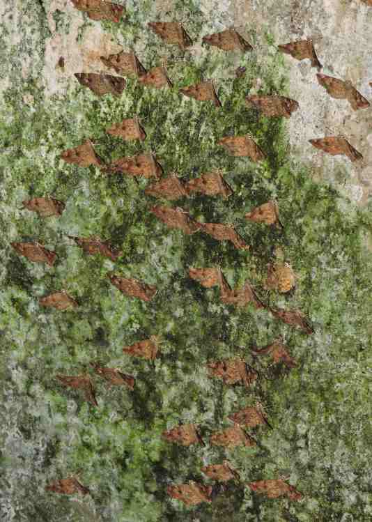 A closer view of the butterflies.