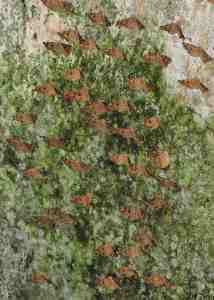 A closer view of the butterflies.