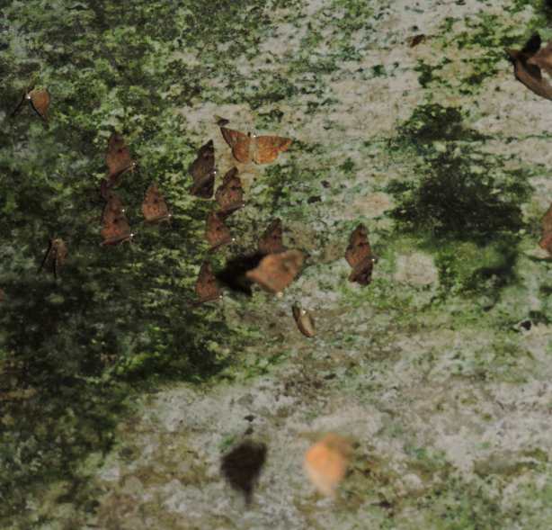 They took off when I entered.