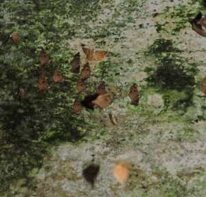 They took off when I entered.