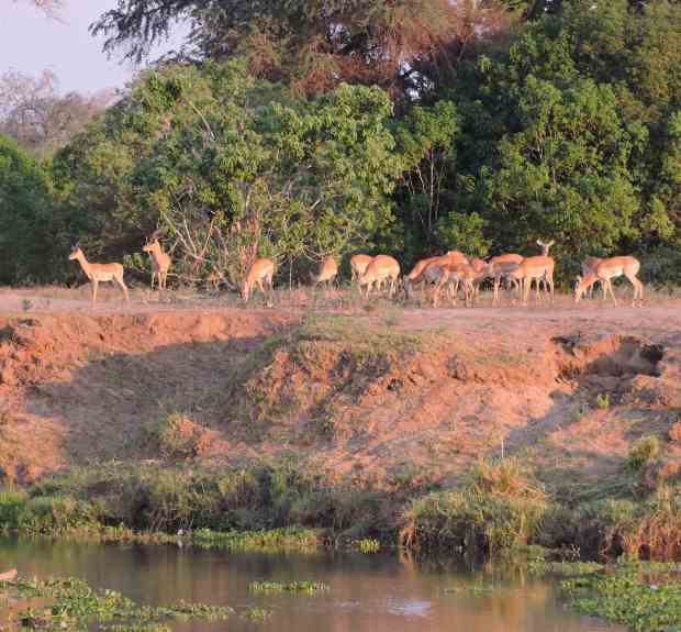 Impala by the river.