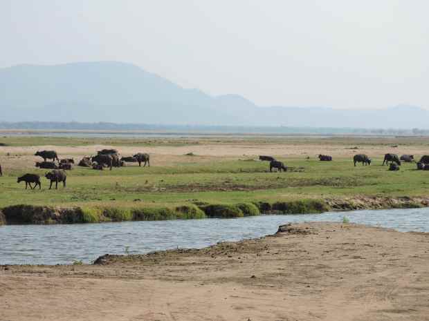Buffalo taking advantage of the grass by the river.