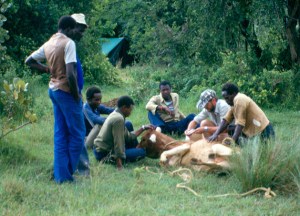Ernest and helpers examining an animal for ticks.