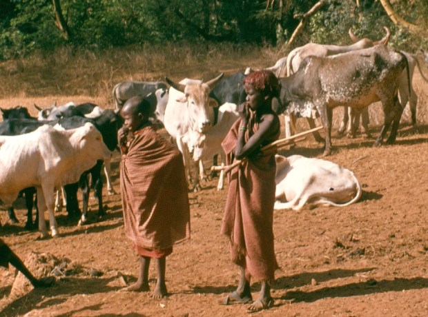 Maasai children looking after livestock.