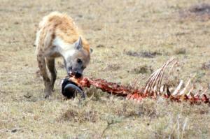 mmara hyena 2