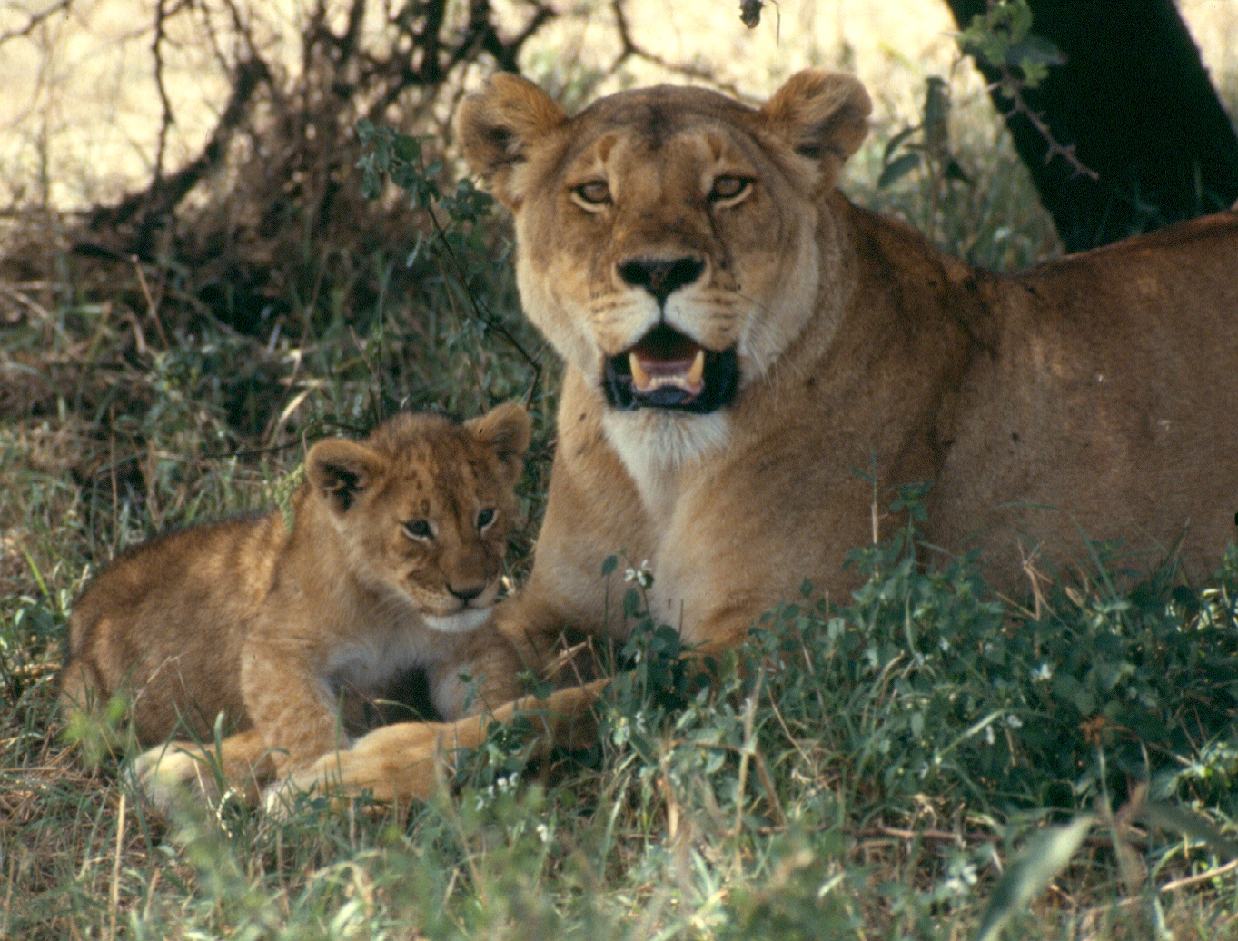 lioness and cubs other copy