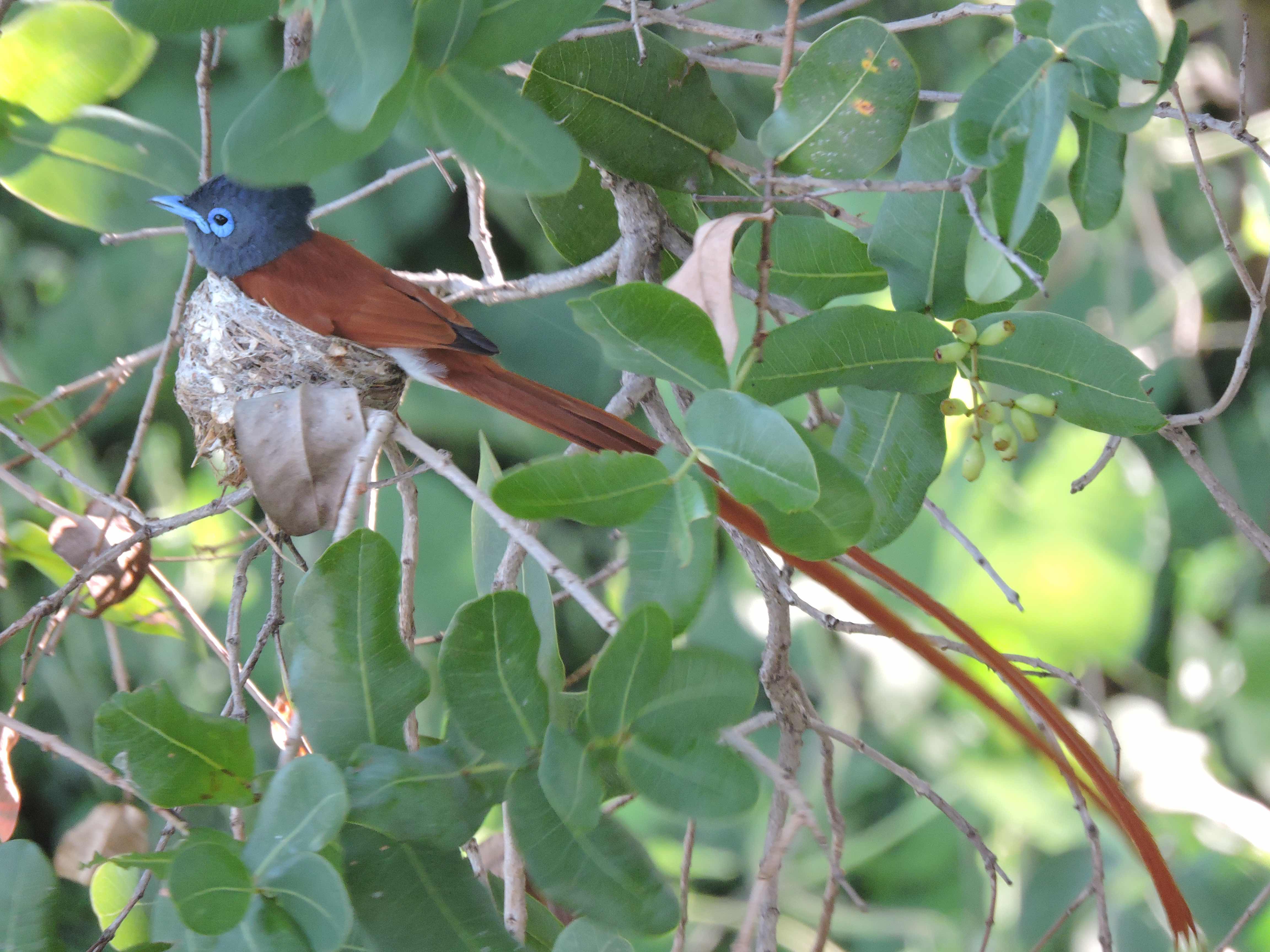 0742hs 26-11-15 adult copy