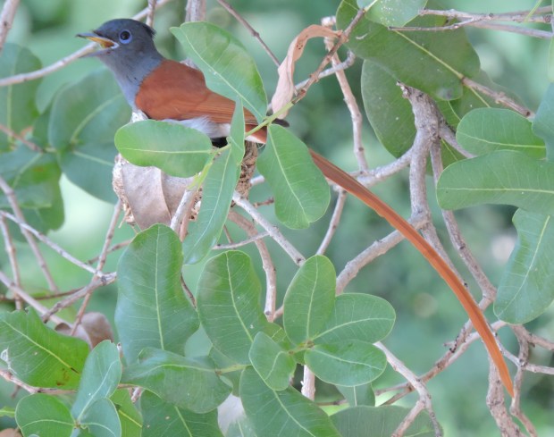 1308hs 25-11-15 young3 copy