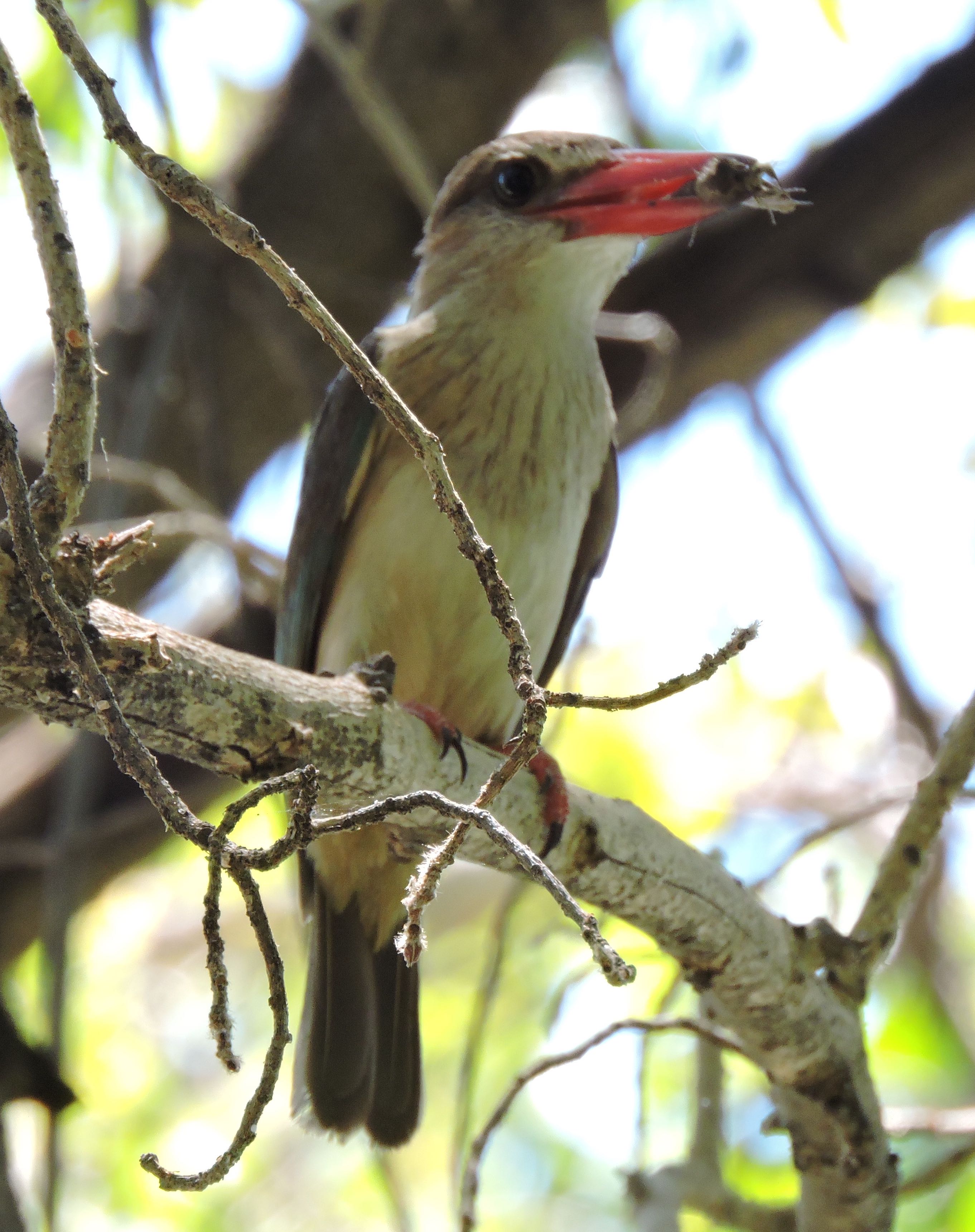 DSCN9932 8.33.21 PM copy