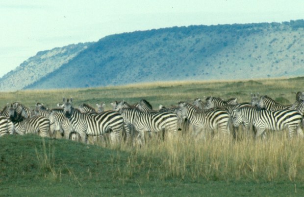 13 - zebra copy 2