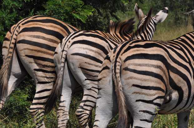 Zebra bottoms DSC_0039 copy 2