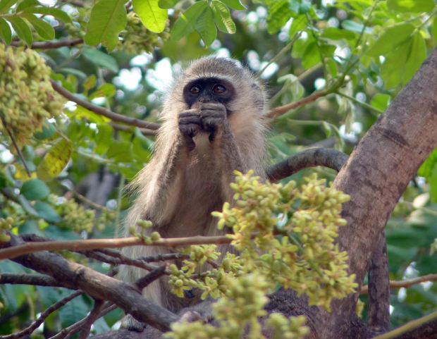 P1080474 vervet cropped and small copy