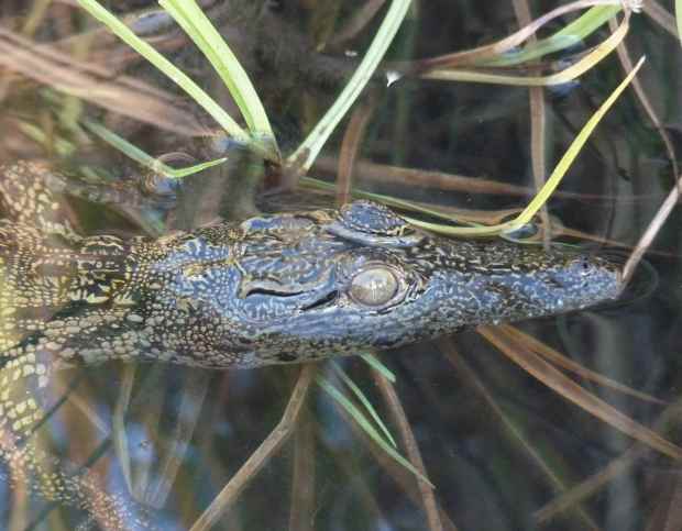 Small croc P1090715 cropped and small copy