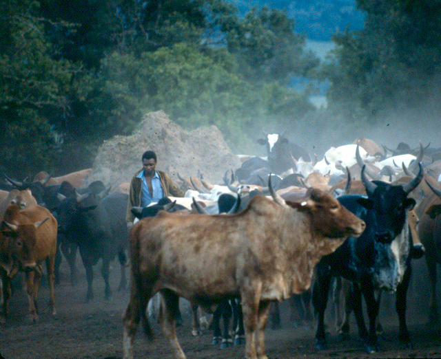 Intona 2 and Tommi copy