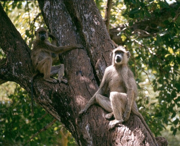 Tsavo W baboon best copy