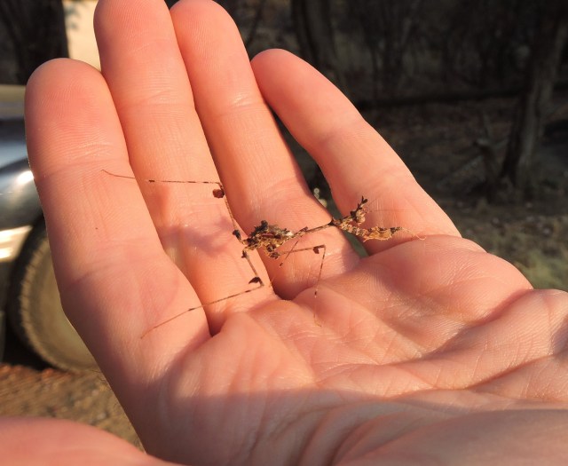 Sibylla pretiosa copy