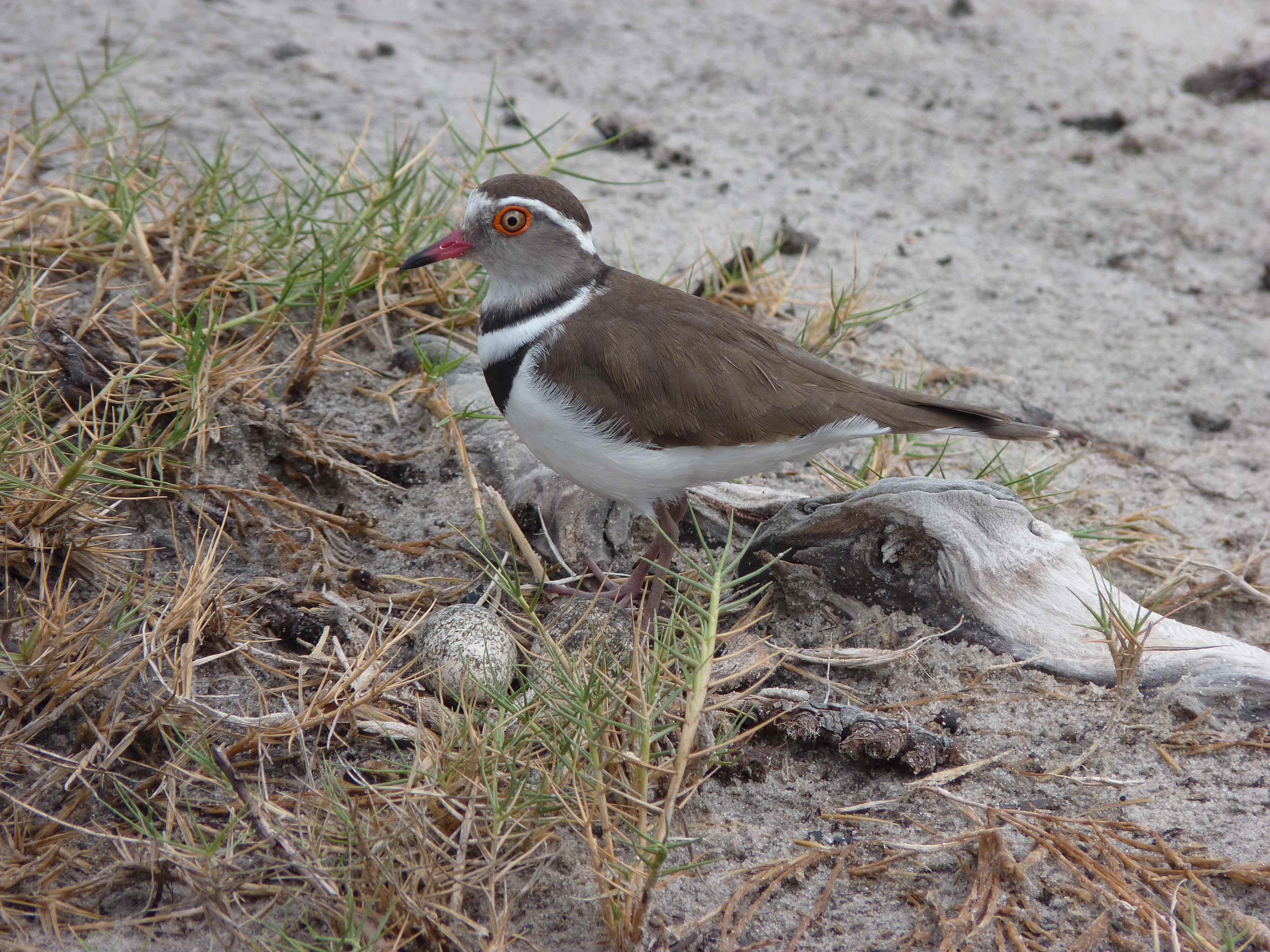 p1010653-three-banded-plover-11-10-37-am-copy