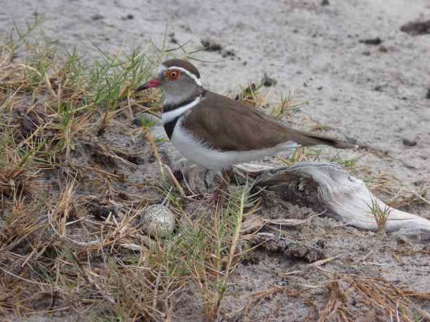 p1010653-three-banded-plover-11-10-37-am-copy