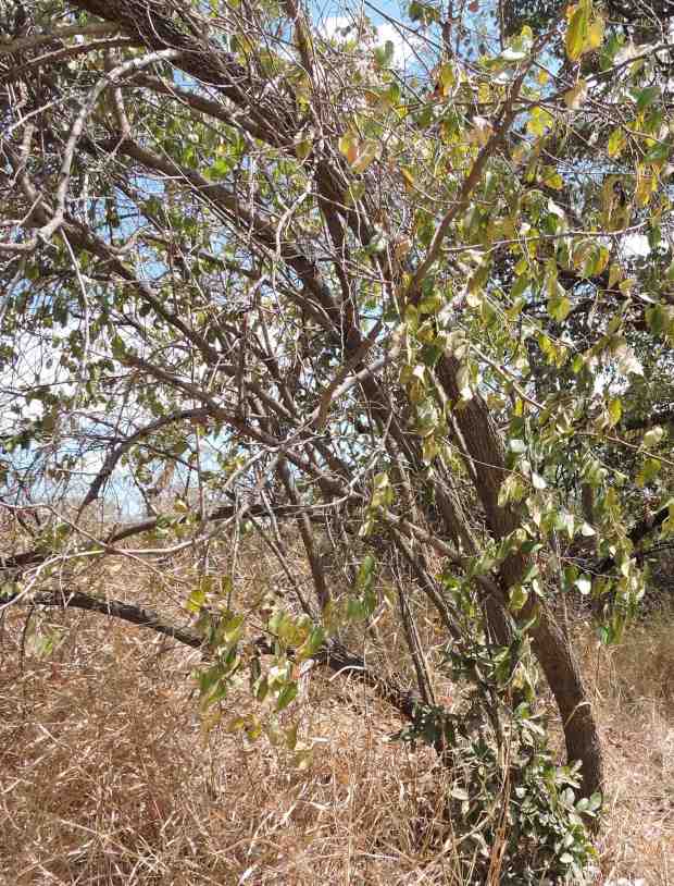 dscn9993-4-47-19-pm-copy