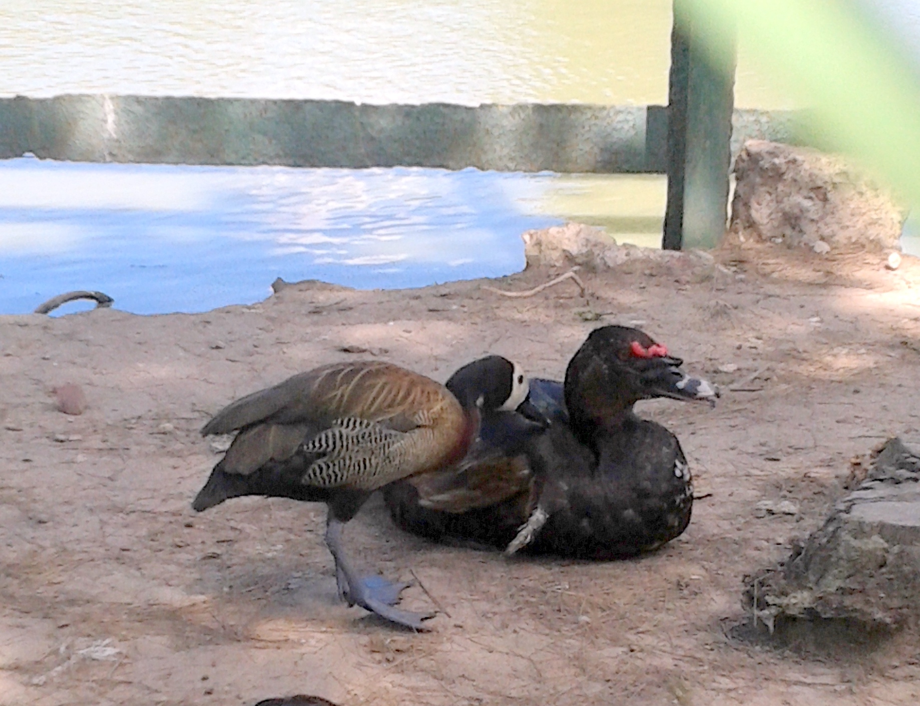 20160216_160638-001-copy