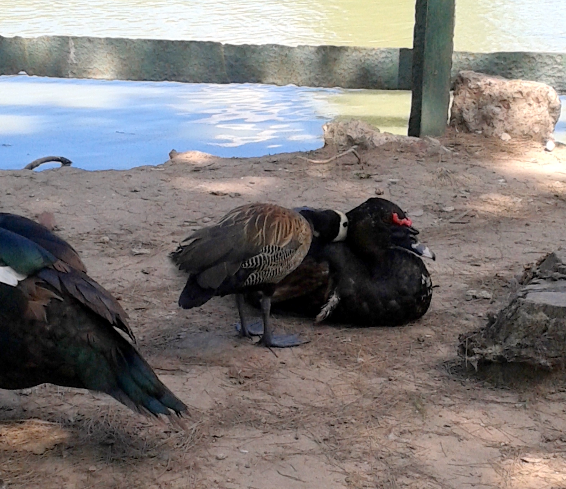 20160216_160650-001-copy