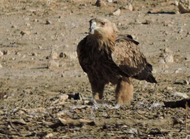 dscn0009-8-34-43-pm-copy