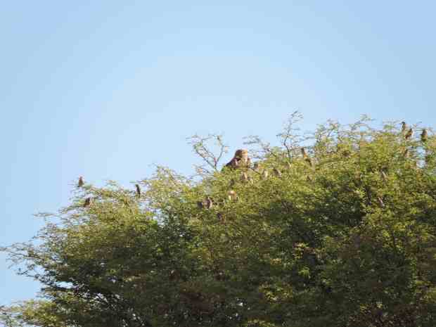 dscn9895-8-44-50-pm-copy