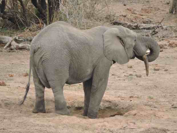 dscn9919-7-02-44-pm-7-01-05-am-copy-12-58-08-pm