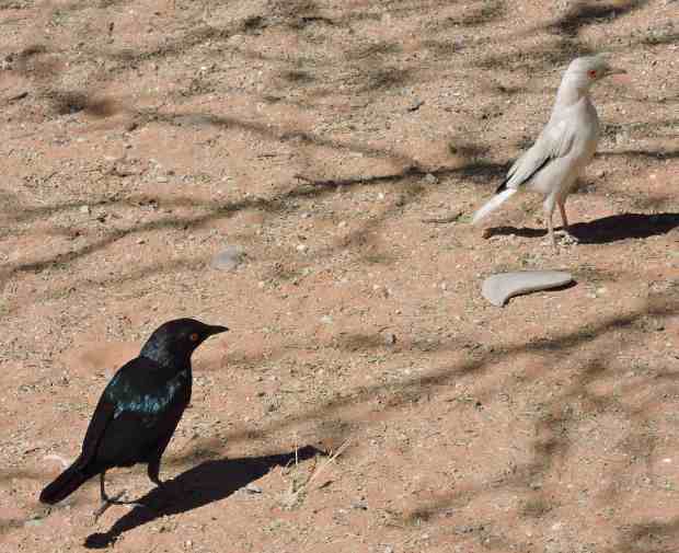 dscn9917-8-59-24-pm-copy