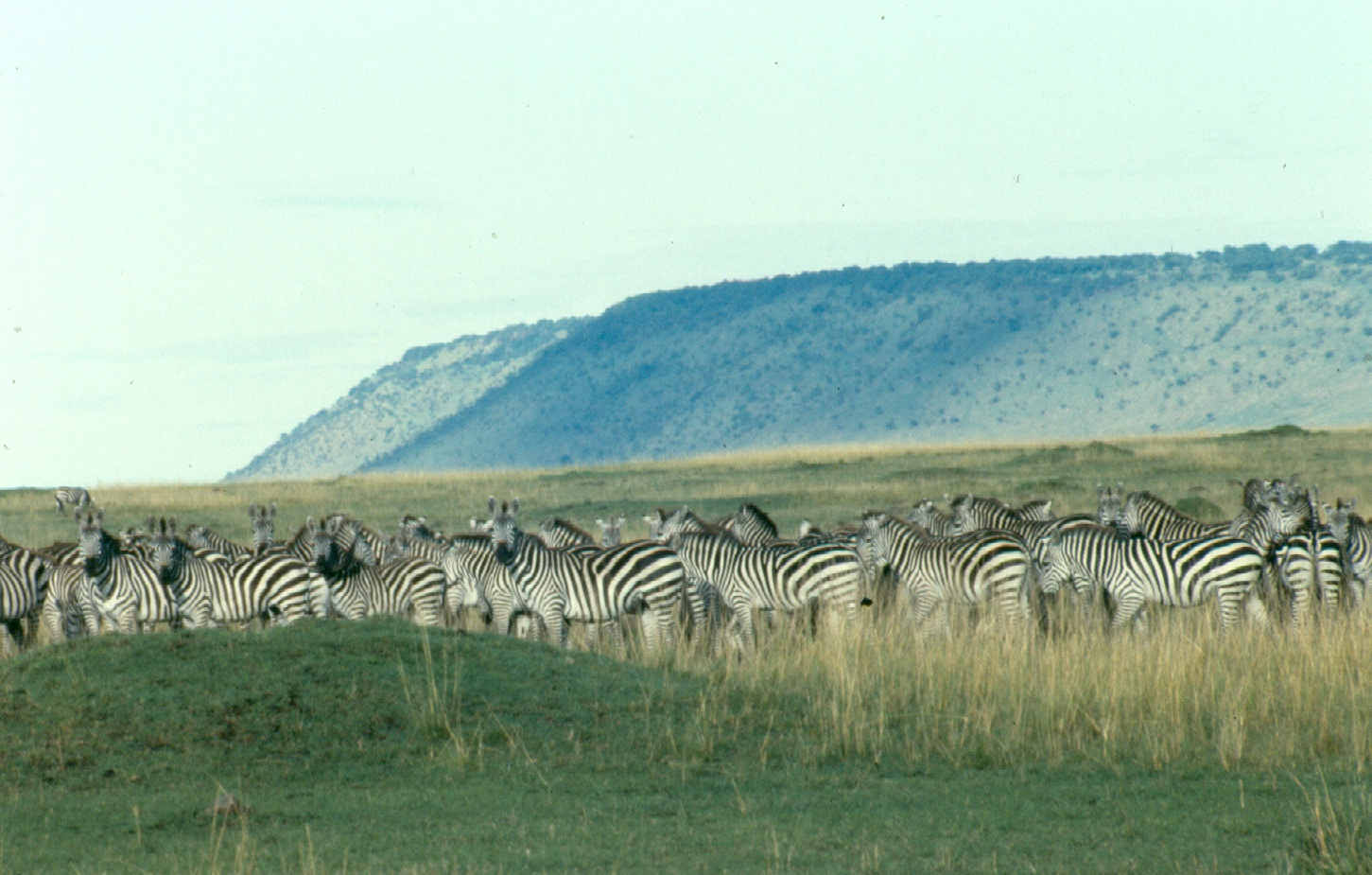13-zebra-copy-2