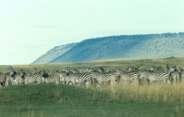 13-zebra-copy-2