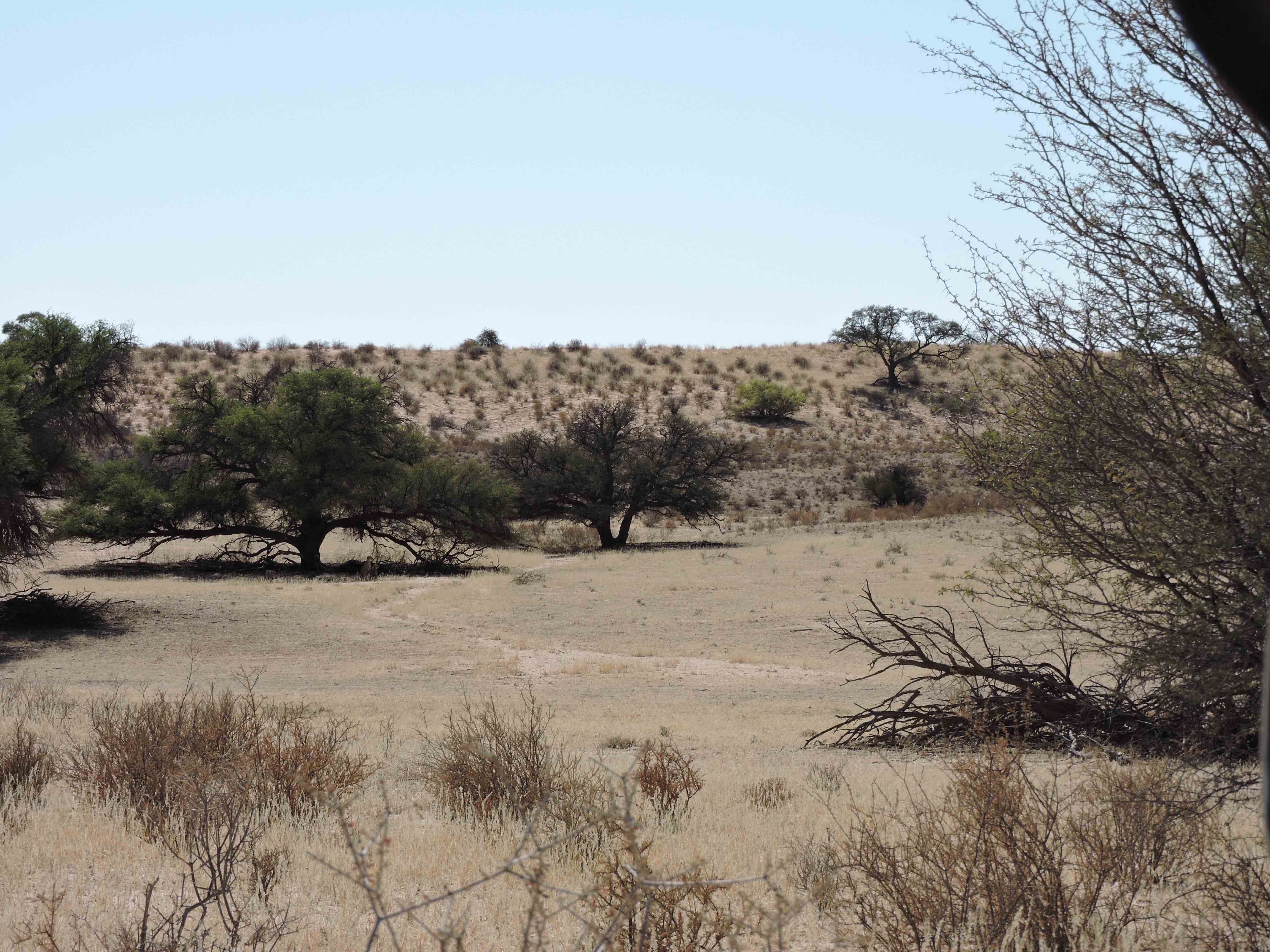 dscn9939-copy-spot-the-beast-13