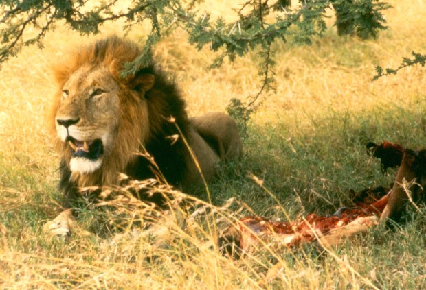 lion-eating-topi-m-mara-copy