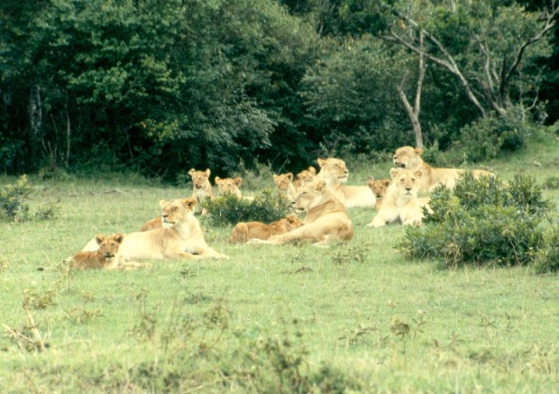 lion-pride-m-mara-6-54-19-am-copy