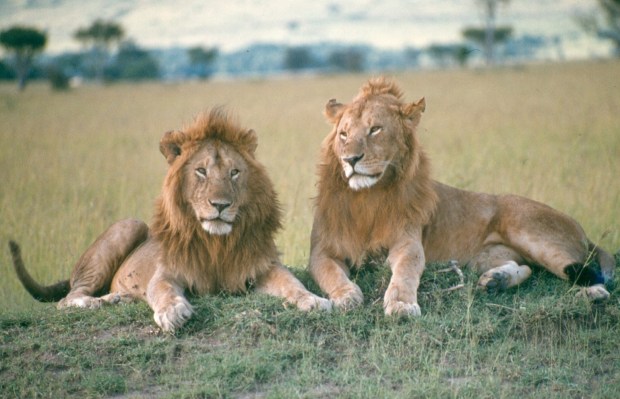 lions-brothers-k-tembo-close-up-copy