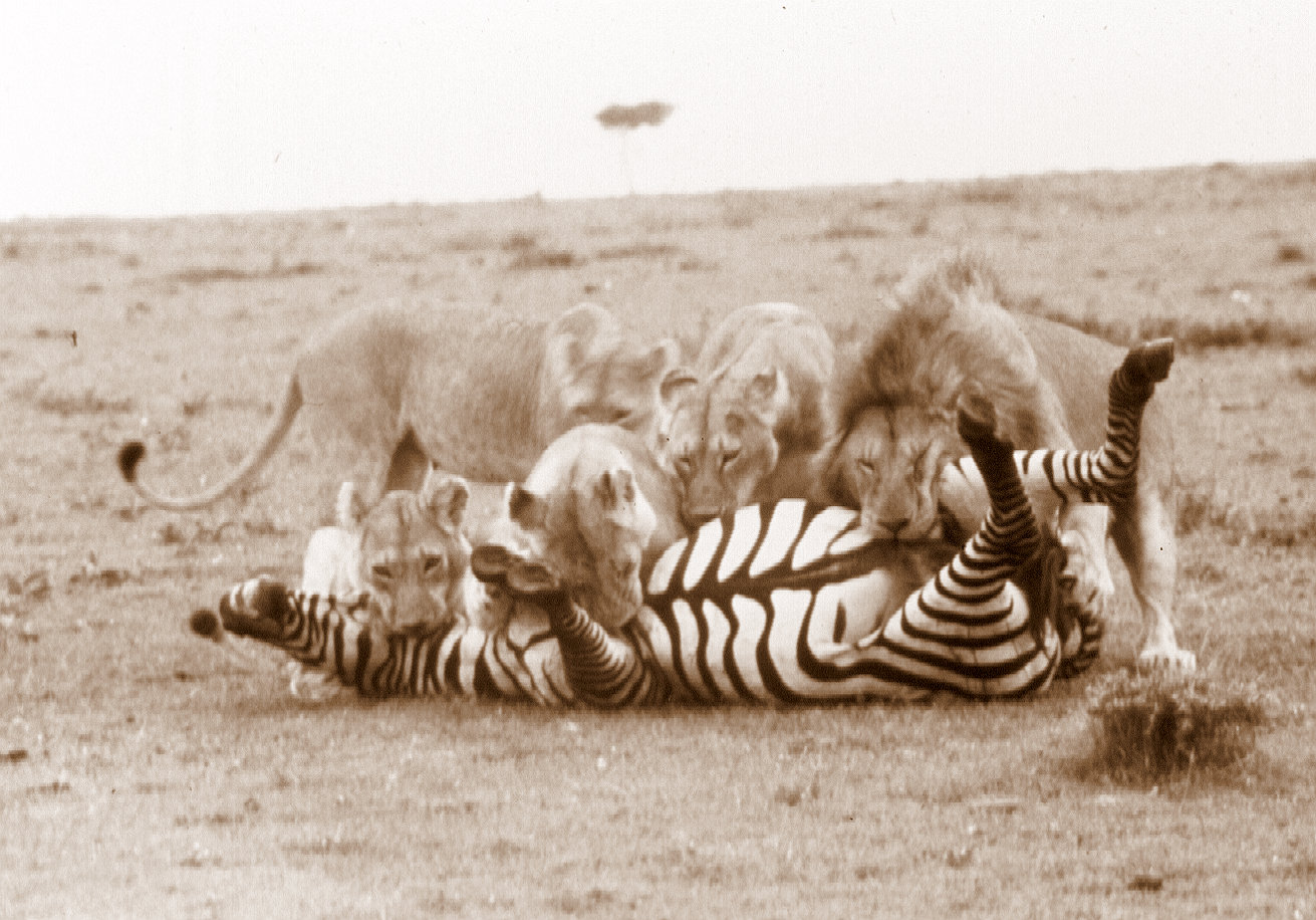 lions-killing-zebra-m-mara-2-sepia