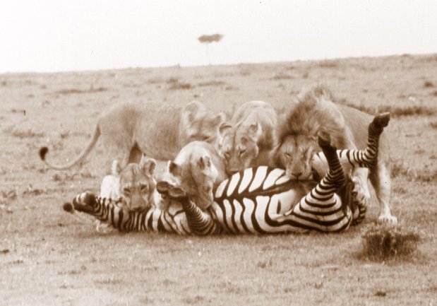 lions-killing-zebra-m-mara-2-sepia