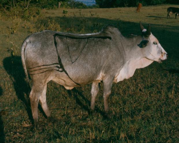 maasai-cow-kilai-6-41-13-pm