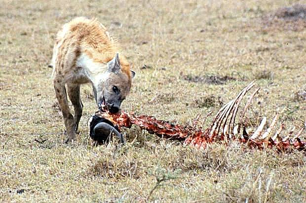 mmara-hyena-2