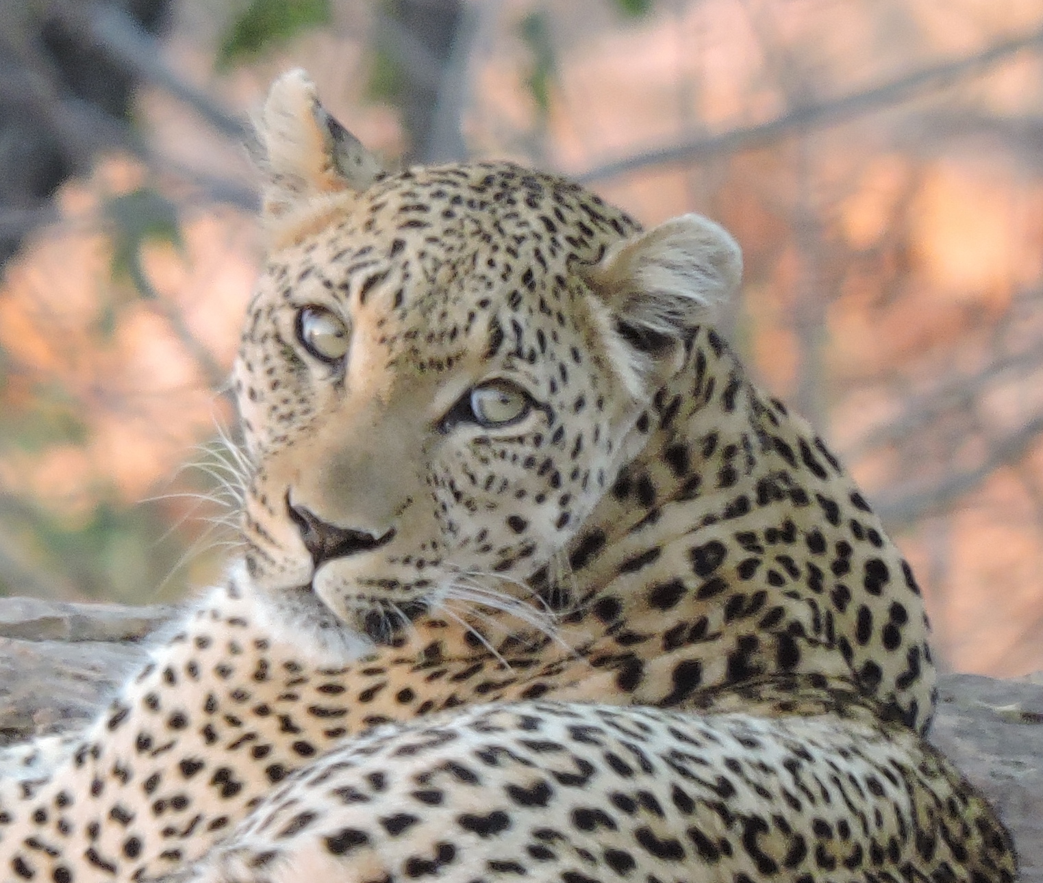 dscn9903-copy-8-55-16-am-8-58-58-am