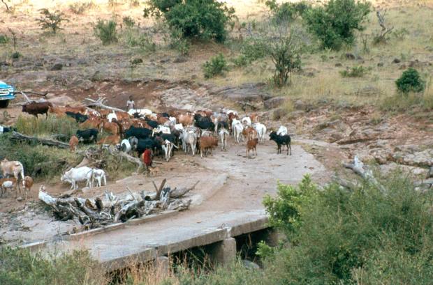 maasai-cattle-mara-bridge-2