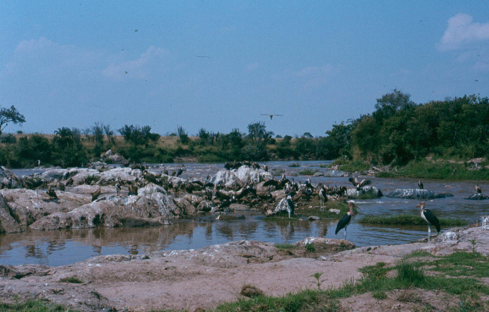 mara-river-after-the-wbeest-crossing